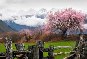 林芝桃花沟桃里酒店、林芝桃花沟桃树下帐篷营地酒店