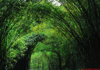 【品未】成都到蜀南竹海真土豪汽车二日游、蜀南竹海旅游多少钱、蜀南竹海旅游线路报价