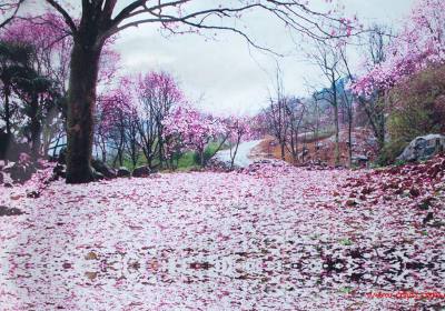 成都到药王谷、辛夷花、太百故里汽车二日游、药王谷旅游多少钱、药王谷旅游线路报价
