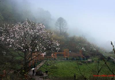 成都到药王谷、辛夷花汽车一日游、药王谷旅游多少钱、药王谷旅游线路报价