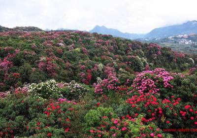 成都到贵州百里杜鹃+奢香古镇+古彝梯田+丙安古镇汽车真纯玩三日游线路、百里杜鹃三日游跟团多少钱