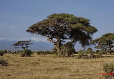 成都直飞肯尼亚+坦桑尼亚二国十三日游、肯尼亚旅游跟团报价多少钱