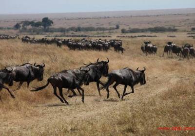 成都到肯尼亚+卡塔尔十一日游、肯尼亚旅游跟团报价多少钱