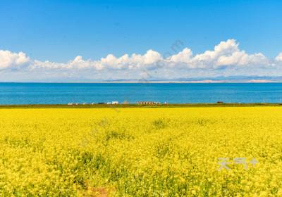 门源油菜花几月份去最好 青海湖油菜花最佳欣赏时间